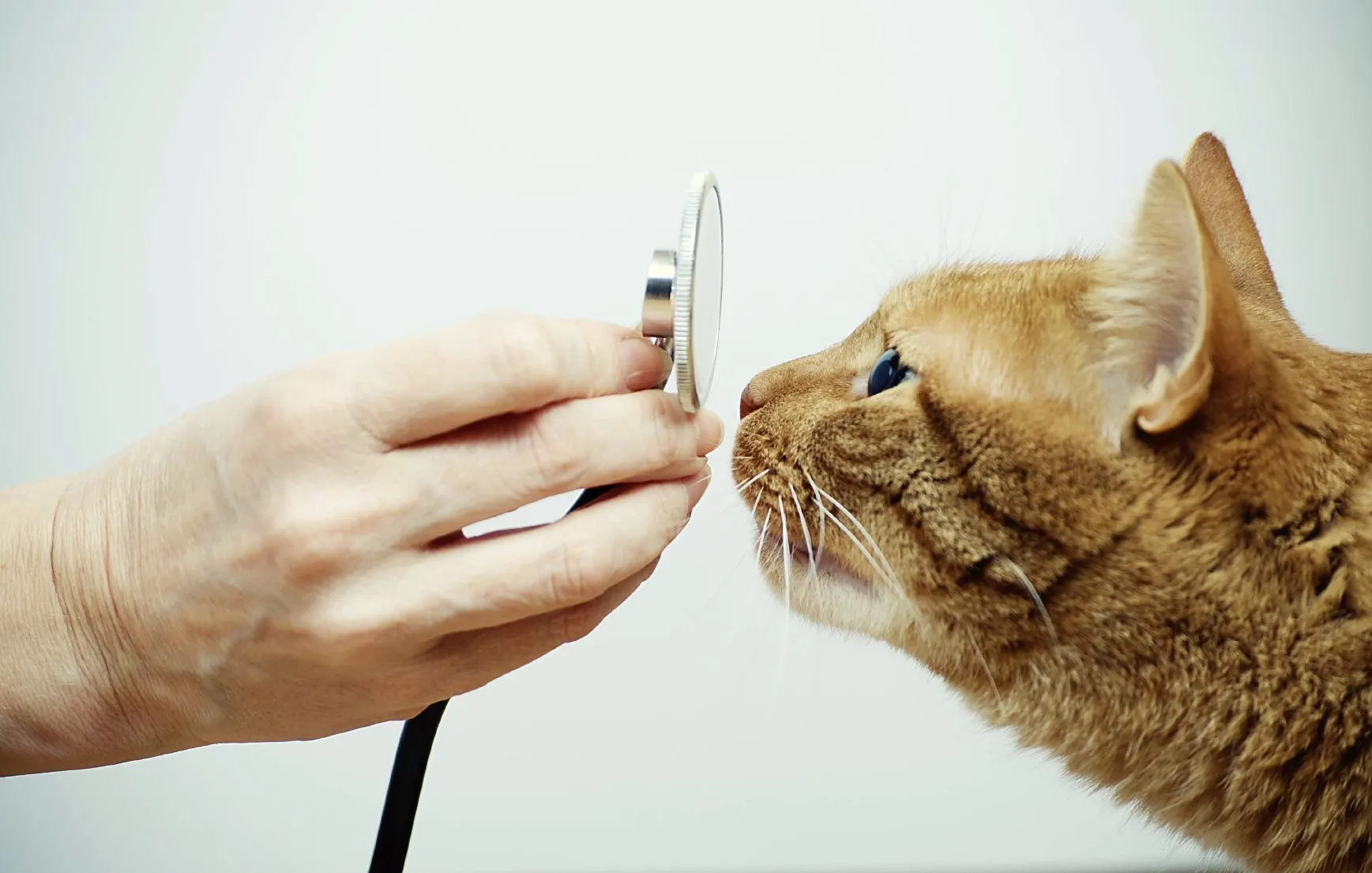 Eine Katze vor einem Stethoskop